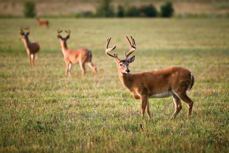 Whitetail Deer Hunting Tips and Strategies for Beginners